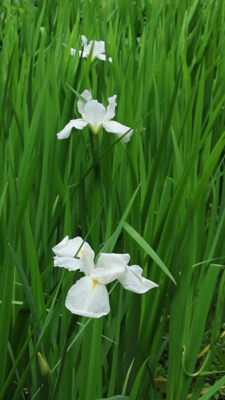 白鸢尾花视频素材