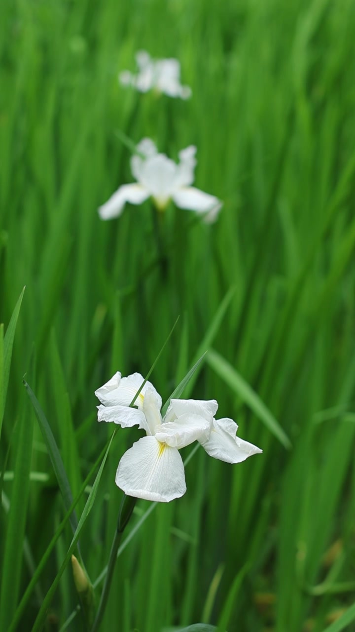 白鸢尾花视频素材