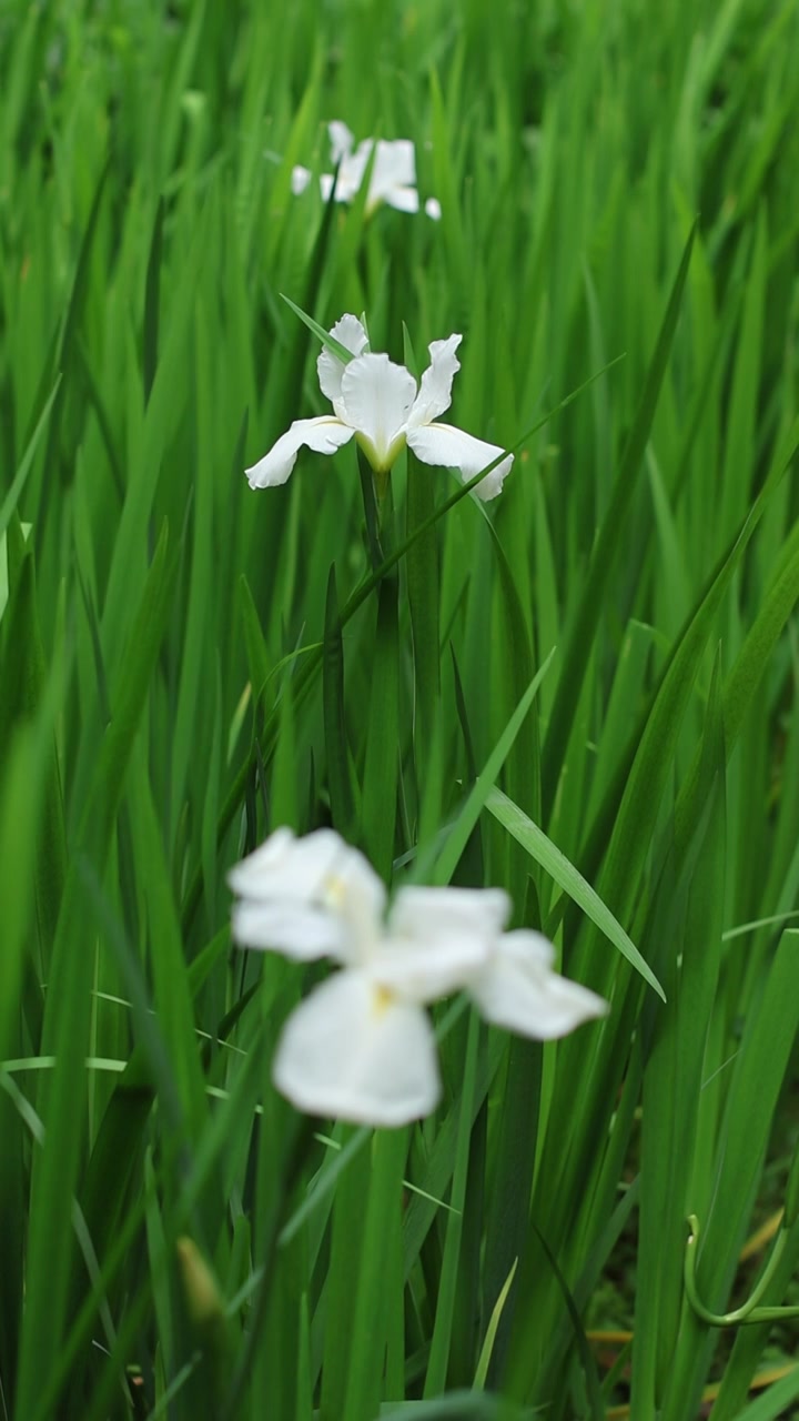 白鸢尾花视频素材