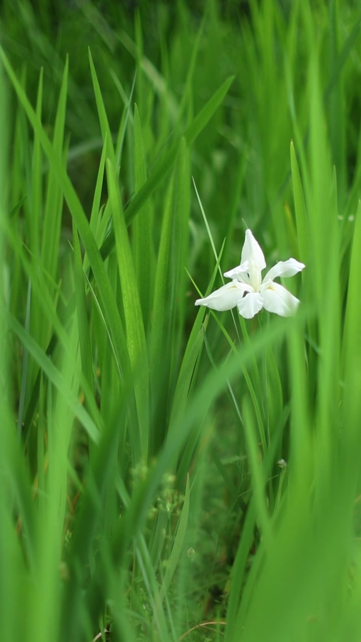 白鸢尾花视频素材