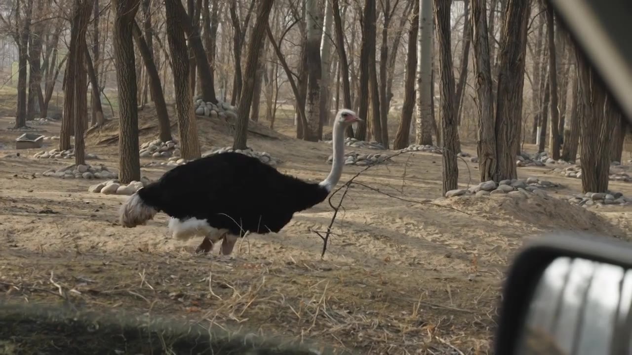 动物园中的鸵鸟快步行进视频素材