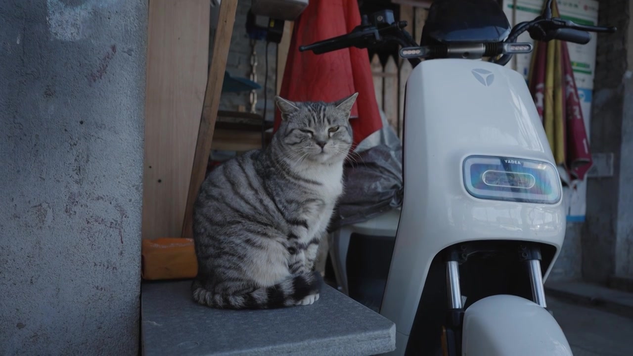 北京胡同里的猫慢镜头视频下载