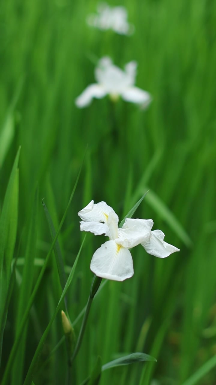 白鸢尾花视频素材