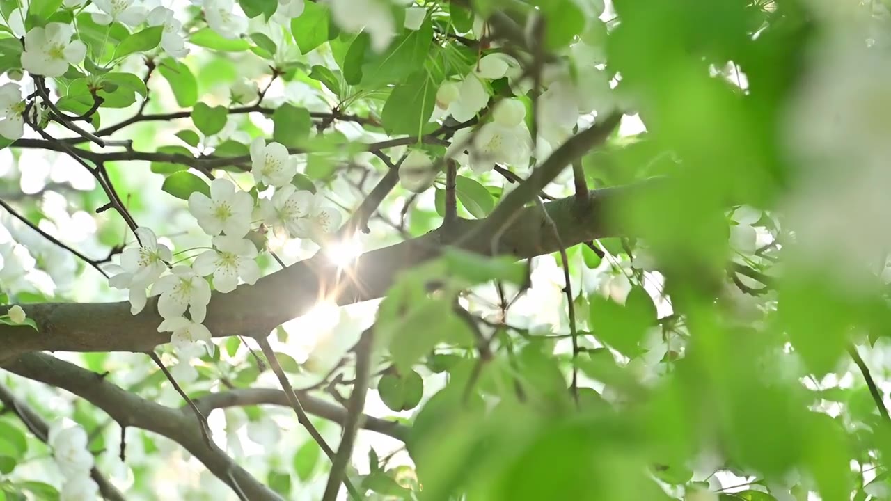 北京海棠花溪春天明媚的阳光透过盛开的白色学坠海棠花照射下来视频素材