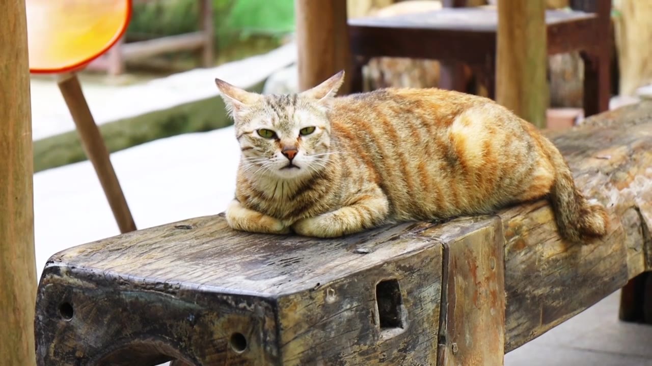 趴在木条凳上的猫视频下载