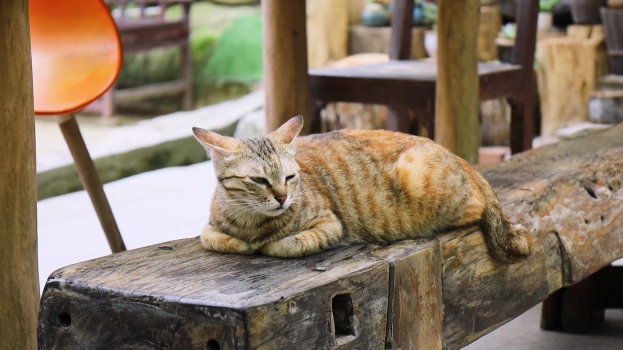 趴在木条凳上的猫视频下载