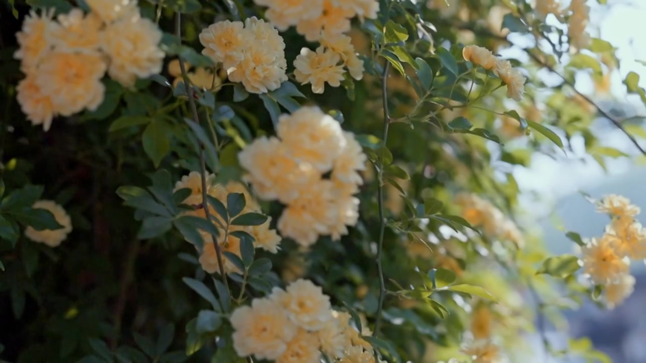 黄木香花开了视频素材