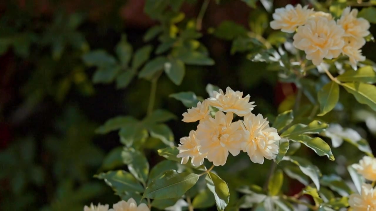 阳光里的黄木香花朵特写视频下载