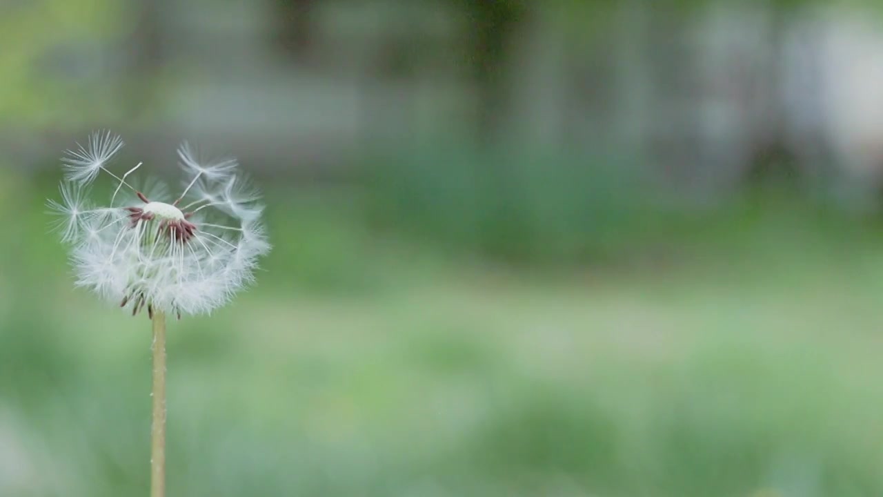 被风吹过的蒲公英种子视频下载