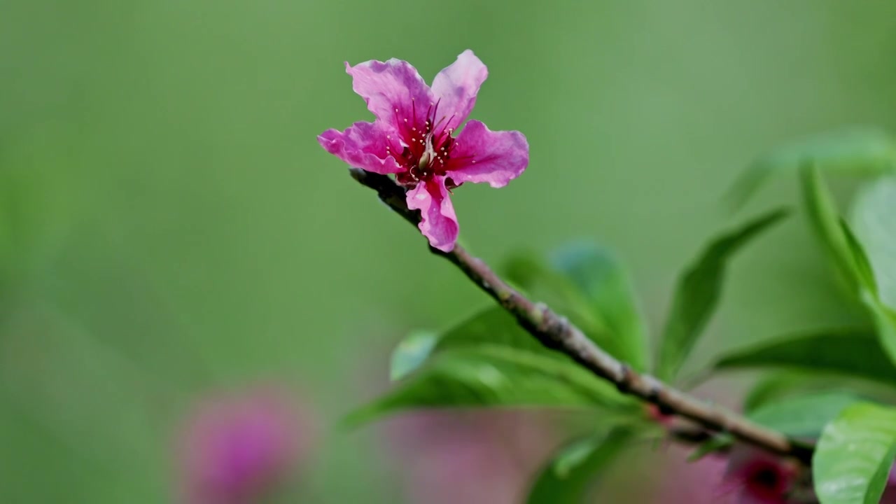 粉色的桃花和绿色的桃叶视频素材