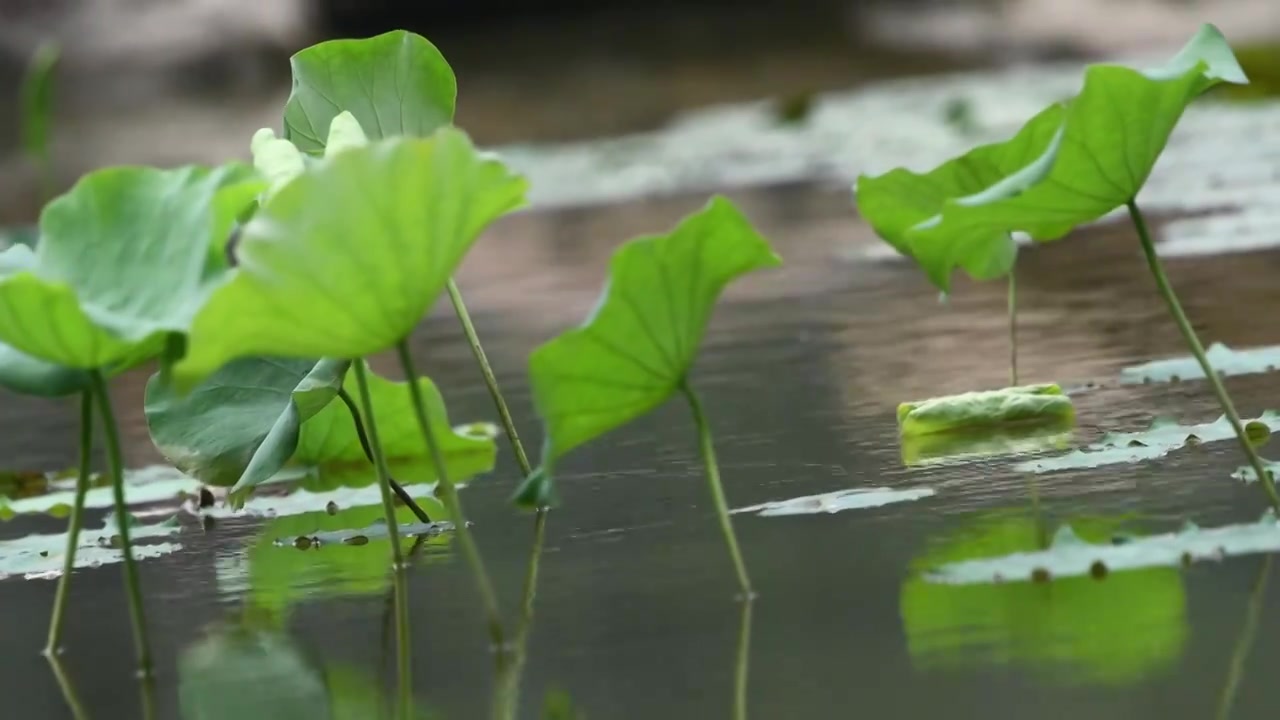 池塘里的荷叶视频素材