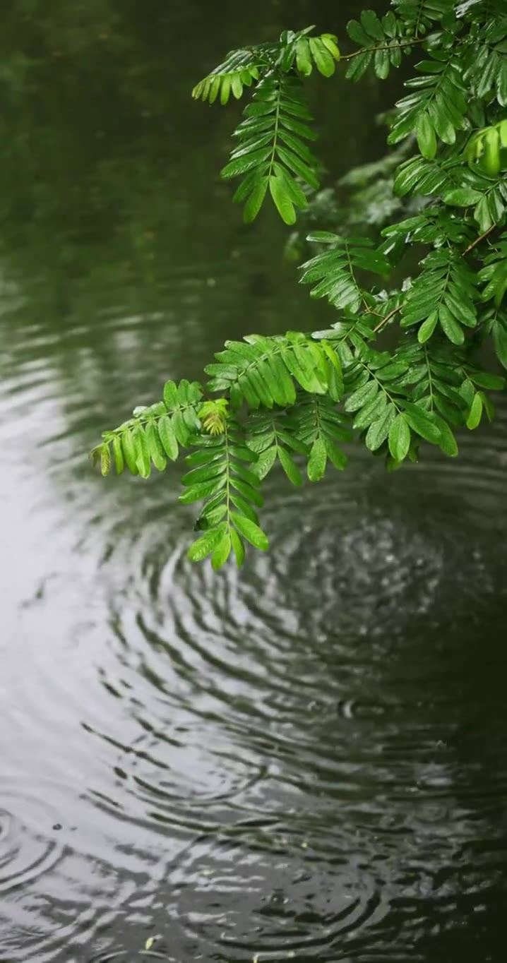 雨水雨滴落在湖面溅起水花波纹竖版竖屏视频素材