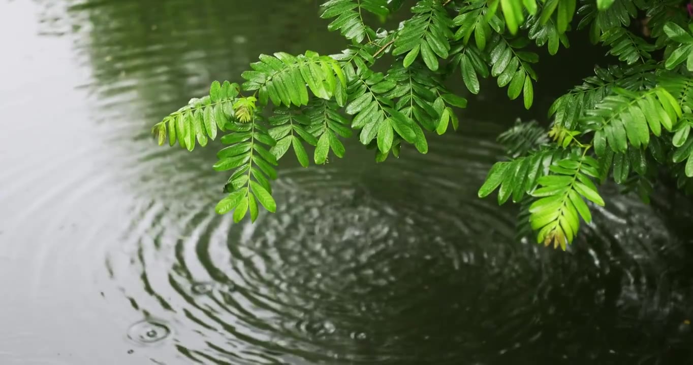 大雨雨水雨滴湖面波纹绿叶清新唯美意境视频素材