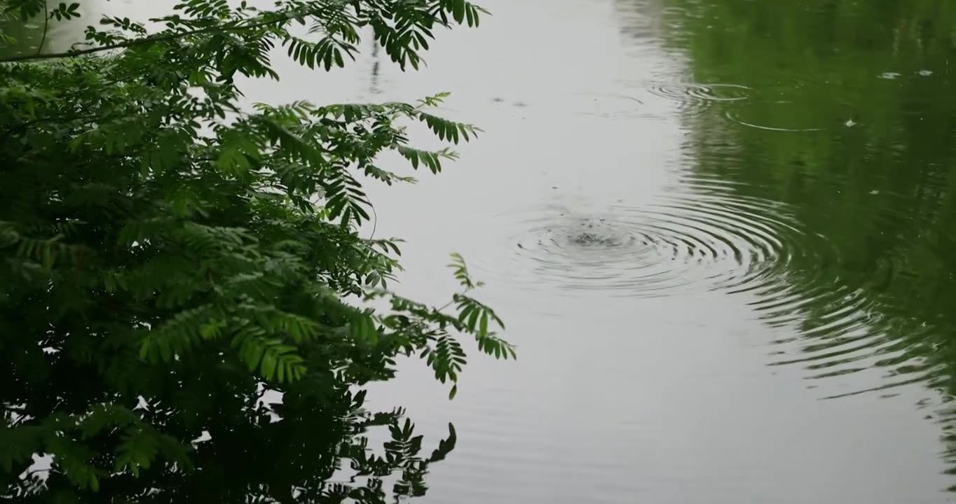 大雨雨水雨滴湖面波纹绿叶清新唯美意境视频素材