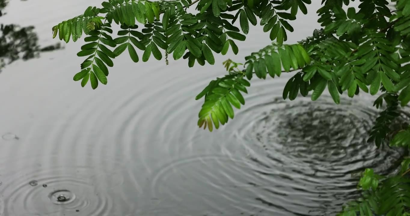 大雨雨水雨滴湖面波纹绿叶清新唯美意境视频素材