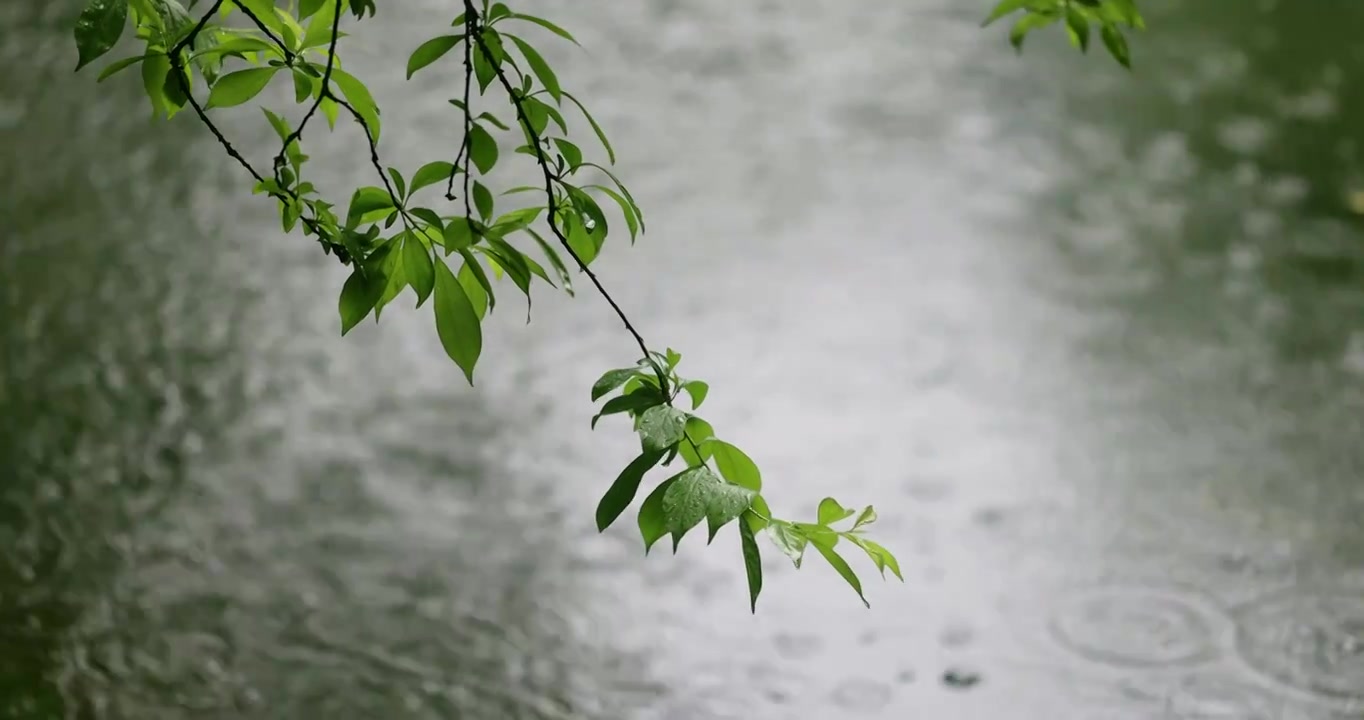 大雨雨水雨滴湖面波纹绿叶清新唯美意境视频素材