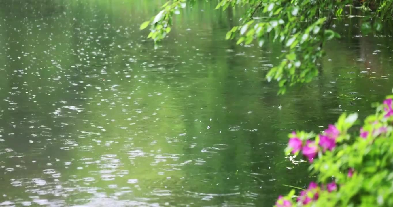 大雨雨水雨滴湖面波纹绿叶清新唯美意境视频素材