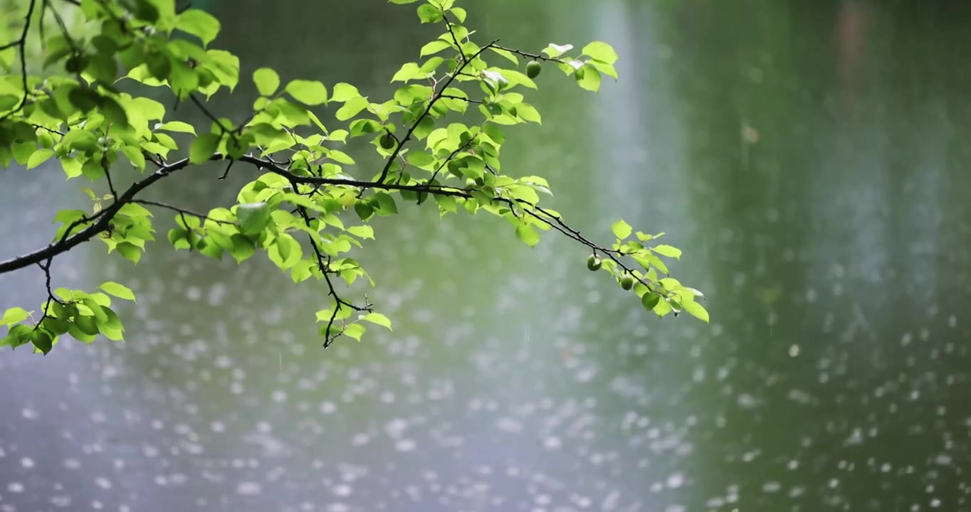 大雨雨水雨滴湖面波纹绿叶清新唯美意境视频素材