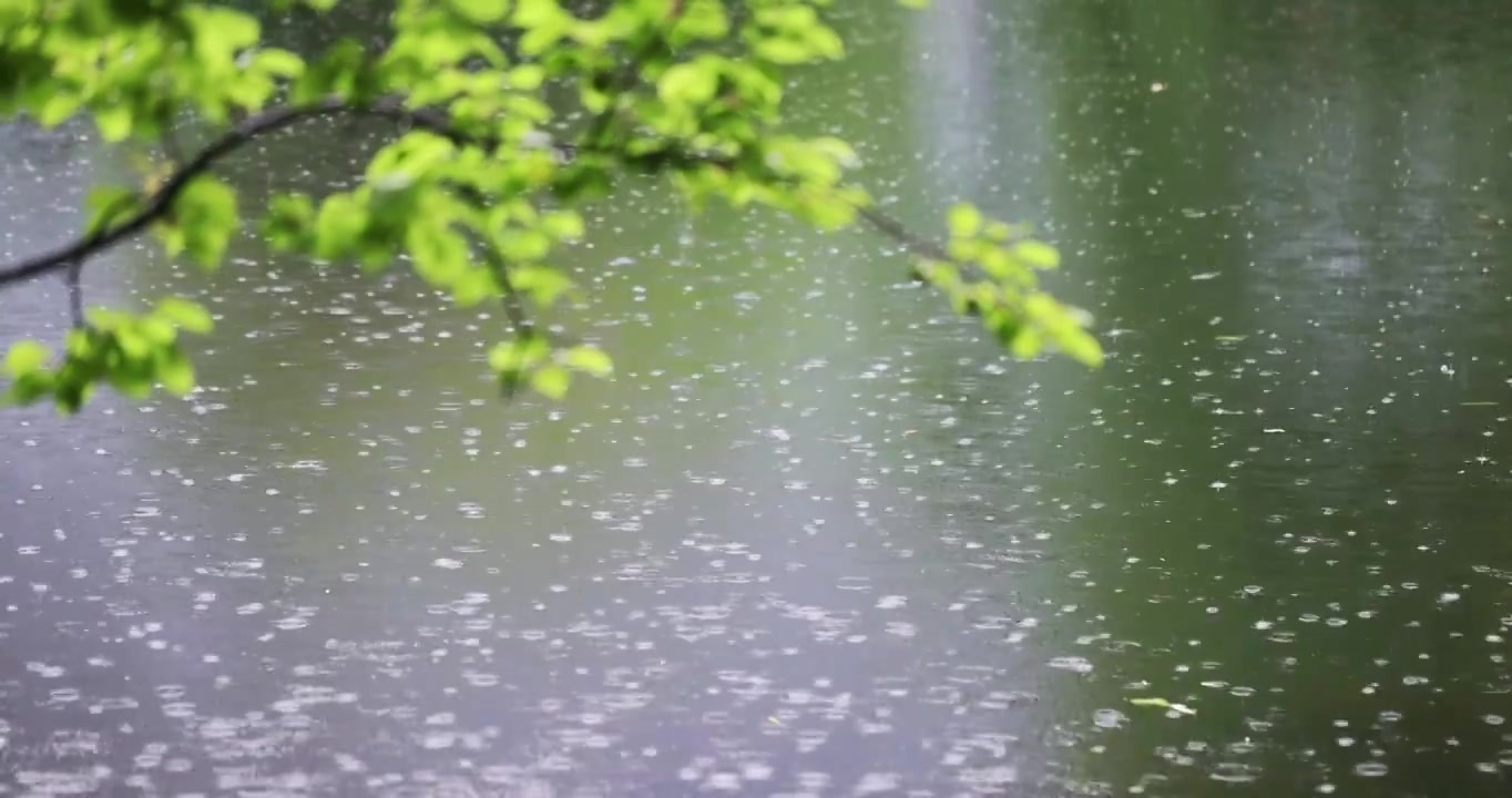 大雨雨水雨滴湖面波纹绿叶清新唯美意境视频素材