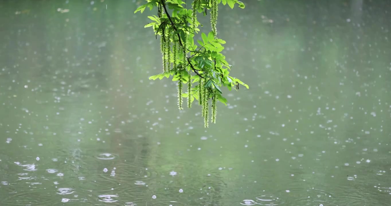 大雨雨水雨滴湖面波纹绿叶清新唯美意境视频素材