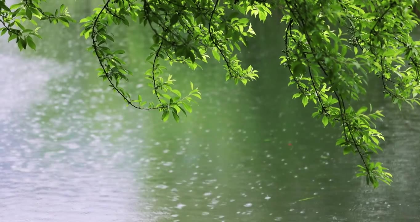 大雨雨水雨滴湖面波纹绿叶清新唯美意境视频素材