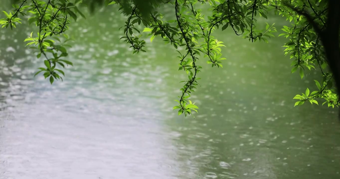 大雨雨水雨滴湖面波纹绿叶清新唯美意境视频素材