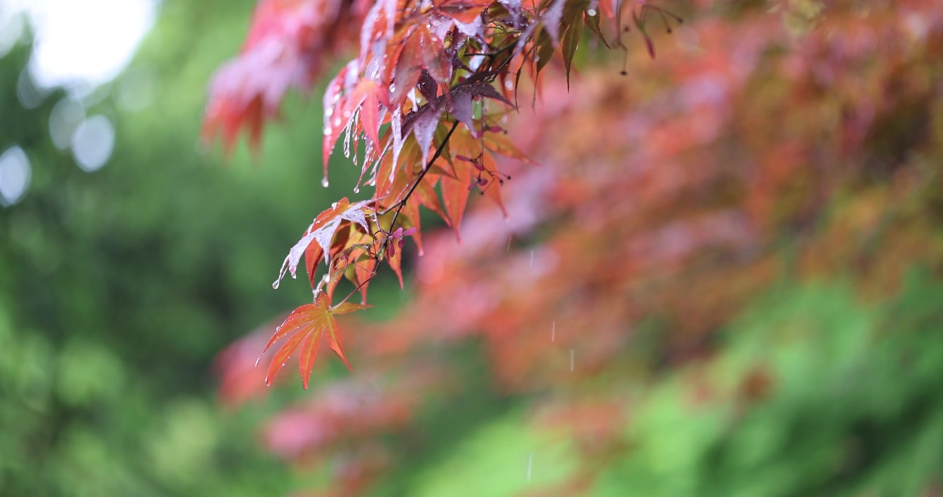 下雨天挂着雨滴随风摇曳的红枫特写视频素材