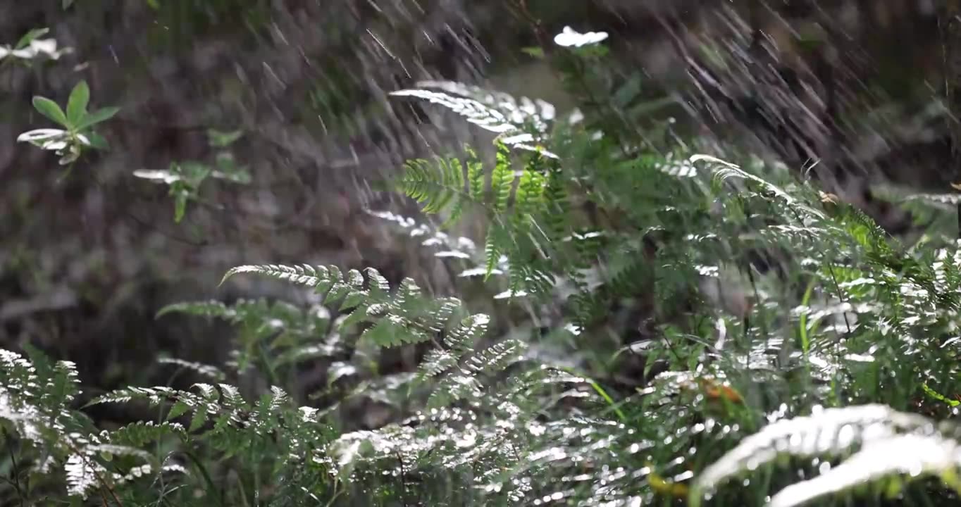 阳光雨露雨水森林治愈系绿色蕨类植物视频素材