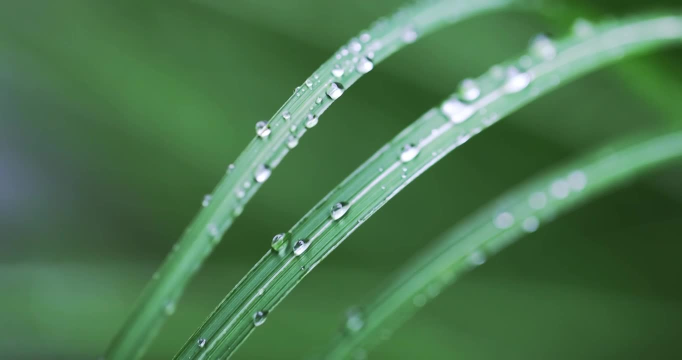 （8镜合集）春雨下雨雨天唯美治愈空镜头视频素材