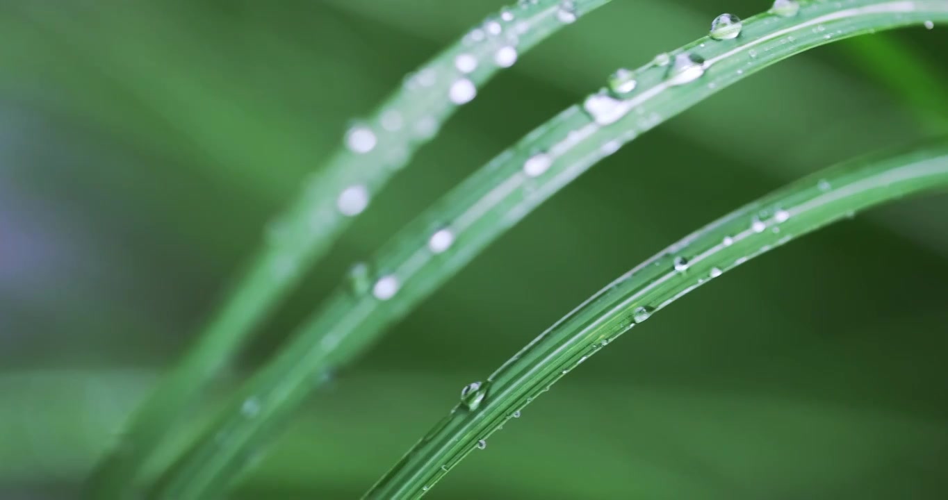 （合集）春雨下雨雨天唯美治愈空镜头视频素材