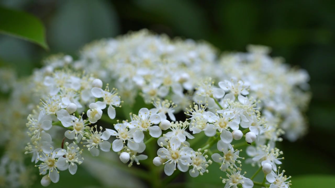 春天白色春节花朵特写视频素材