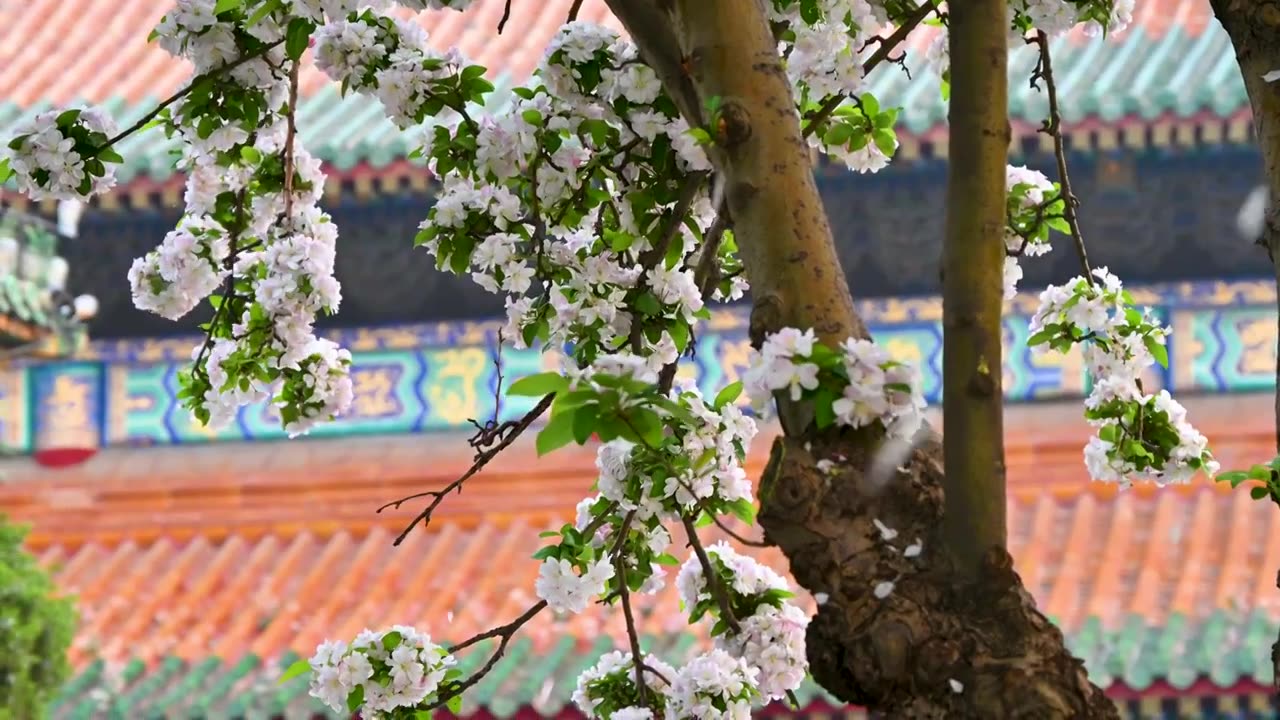 北京春天明清古建筑与凋落的海棠花特写视频素材