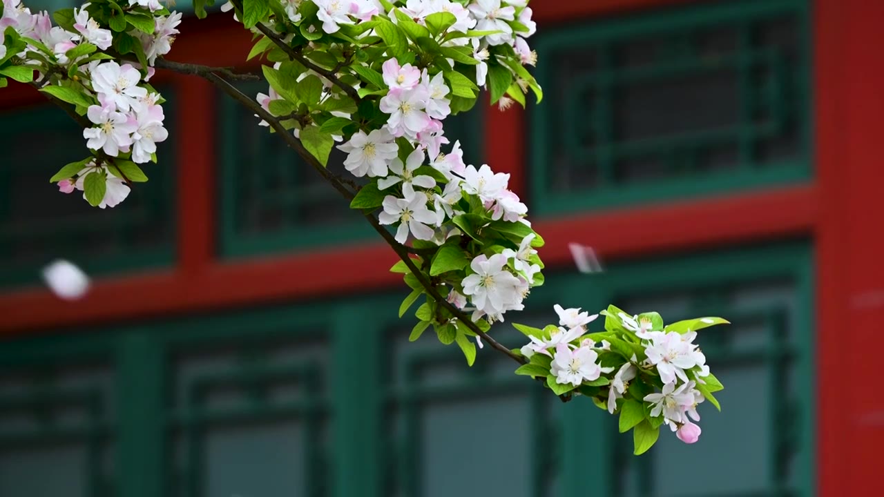 北京春天明清古建筑与凋落的海棠花特写视频素材