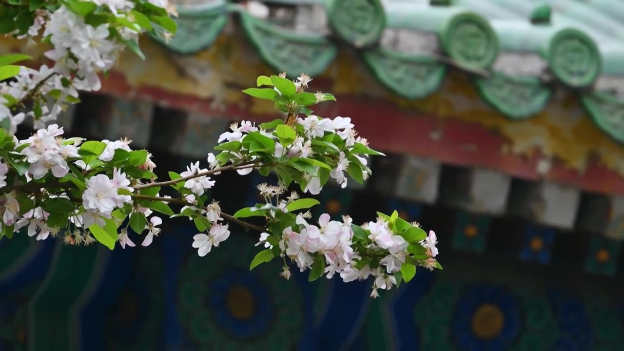 北京春天明清古建筑与凋落的海棠花特写视频素材