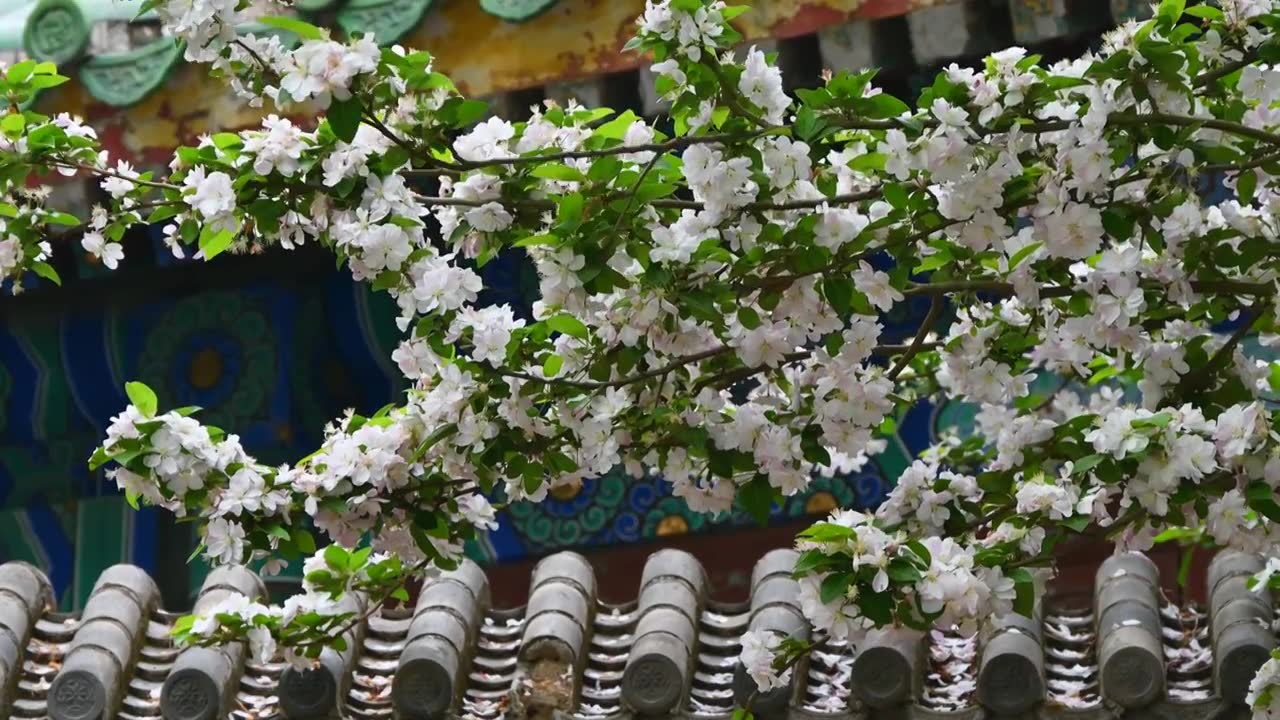 北京春天明清古建筑与凋落的海棠花特写视频素材