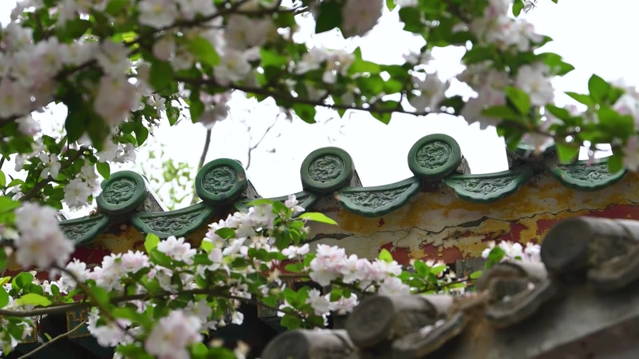 北京春天明清古建筑与凋落的海棠花特写视频素材