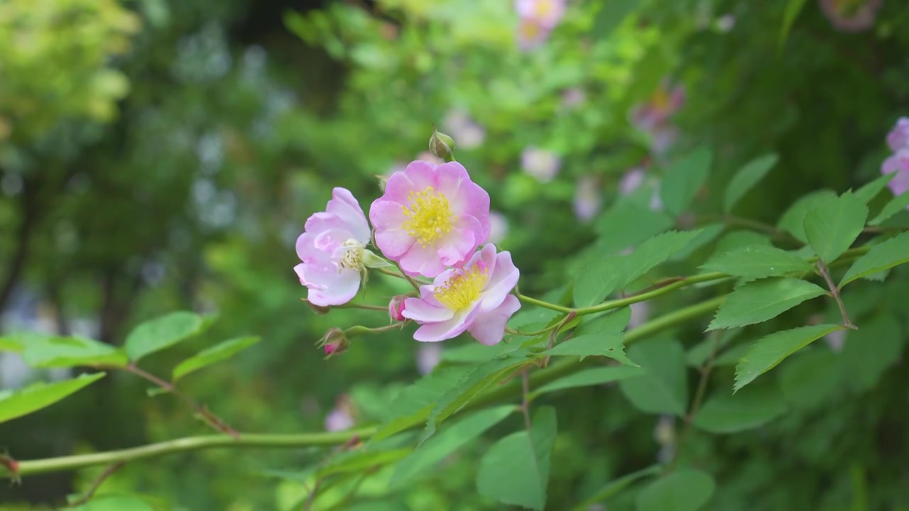 春天里的蔷薇花与蜜蜂飞舞视频素材