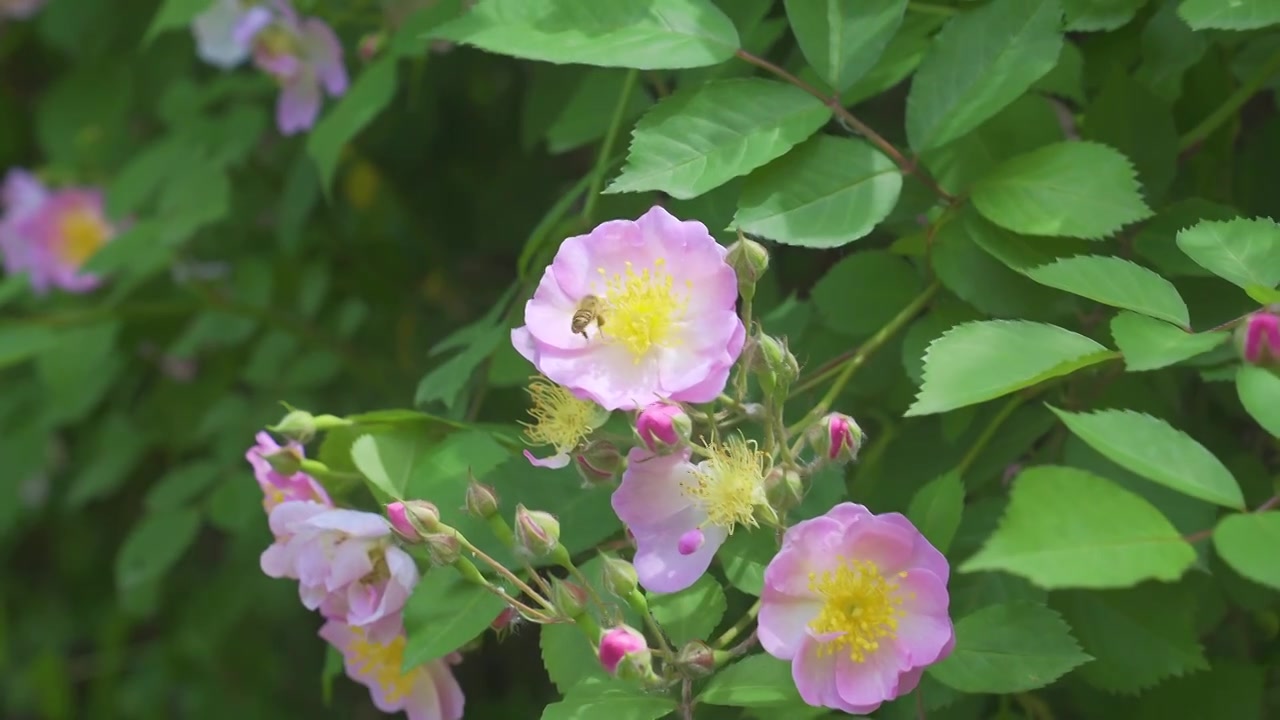 春天里的蔷薇花与蜜蜂飞舞视频素材