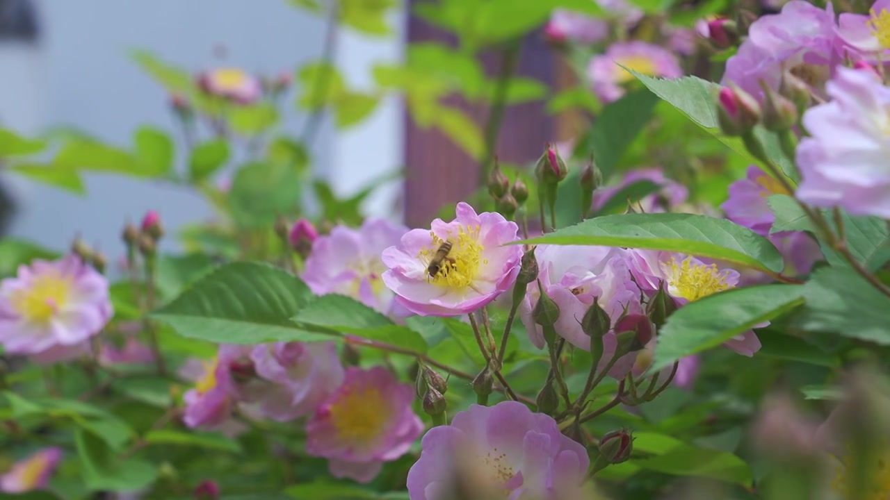 春天里的蔷薇花与蜜蜂飞舞视频素材