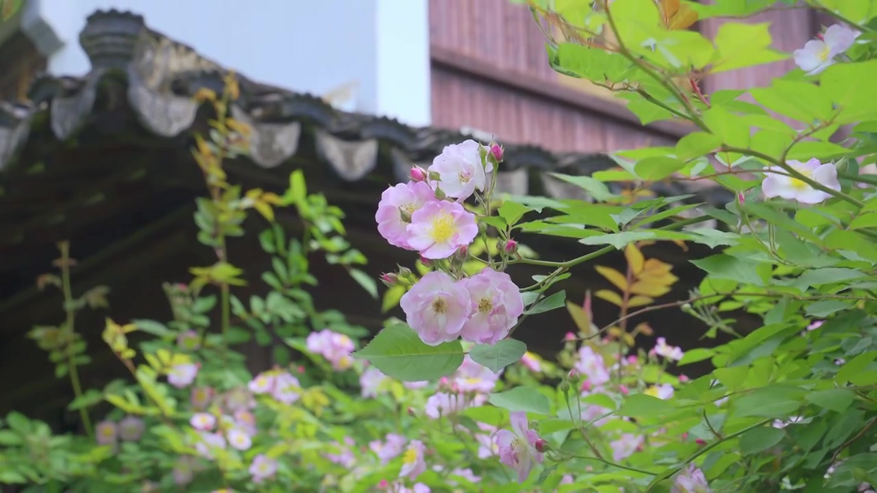 春天里的蔷薇花与蜜蜂飞舞视频素材