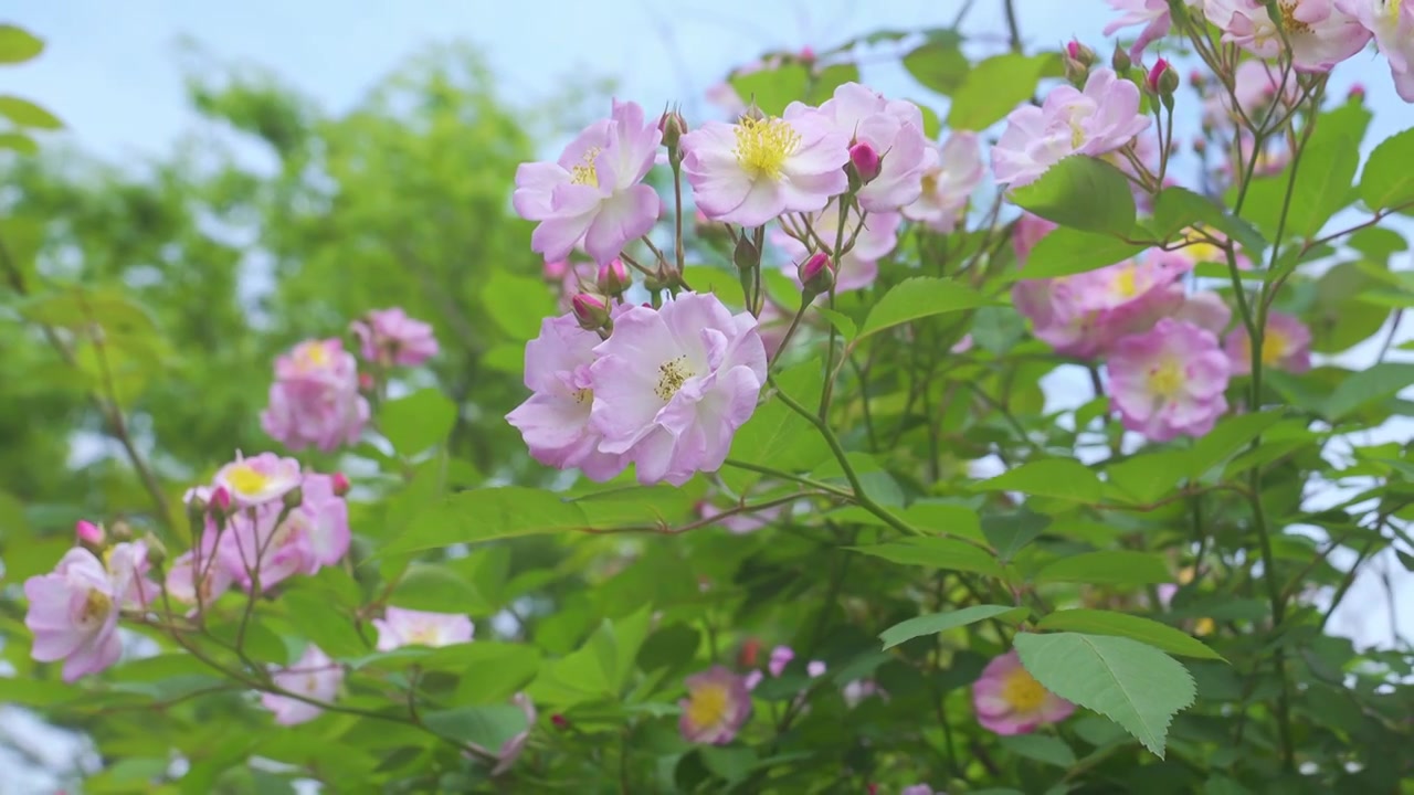 春天里的蔷薇花与蜜蜂飞舞视频素材