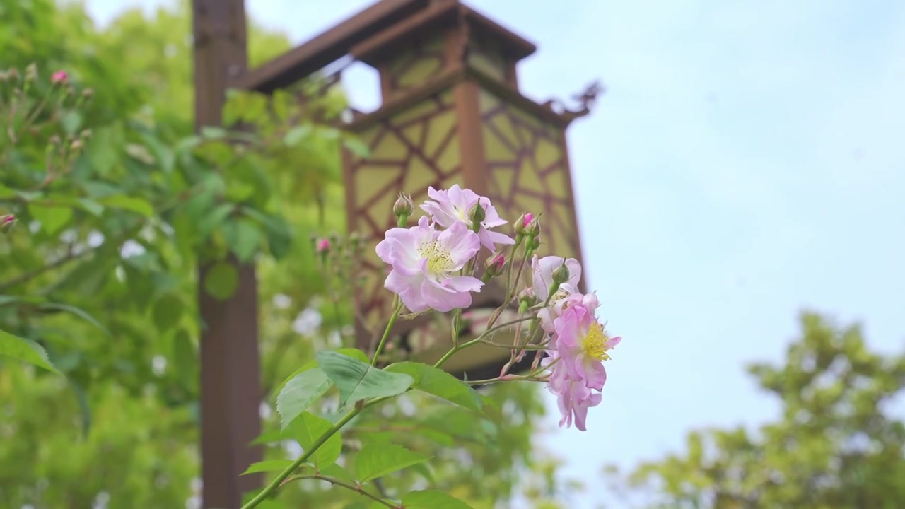 春天里的蔷薇花与蜜蜂飞舞视频素材