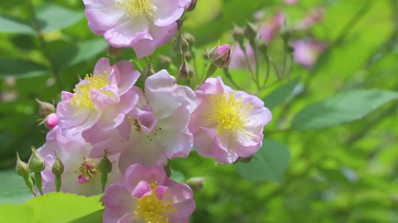 春天里的蔷薇花与蜜蜂飞舞视频素材