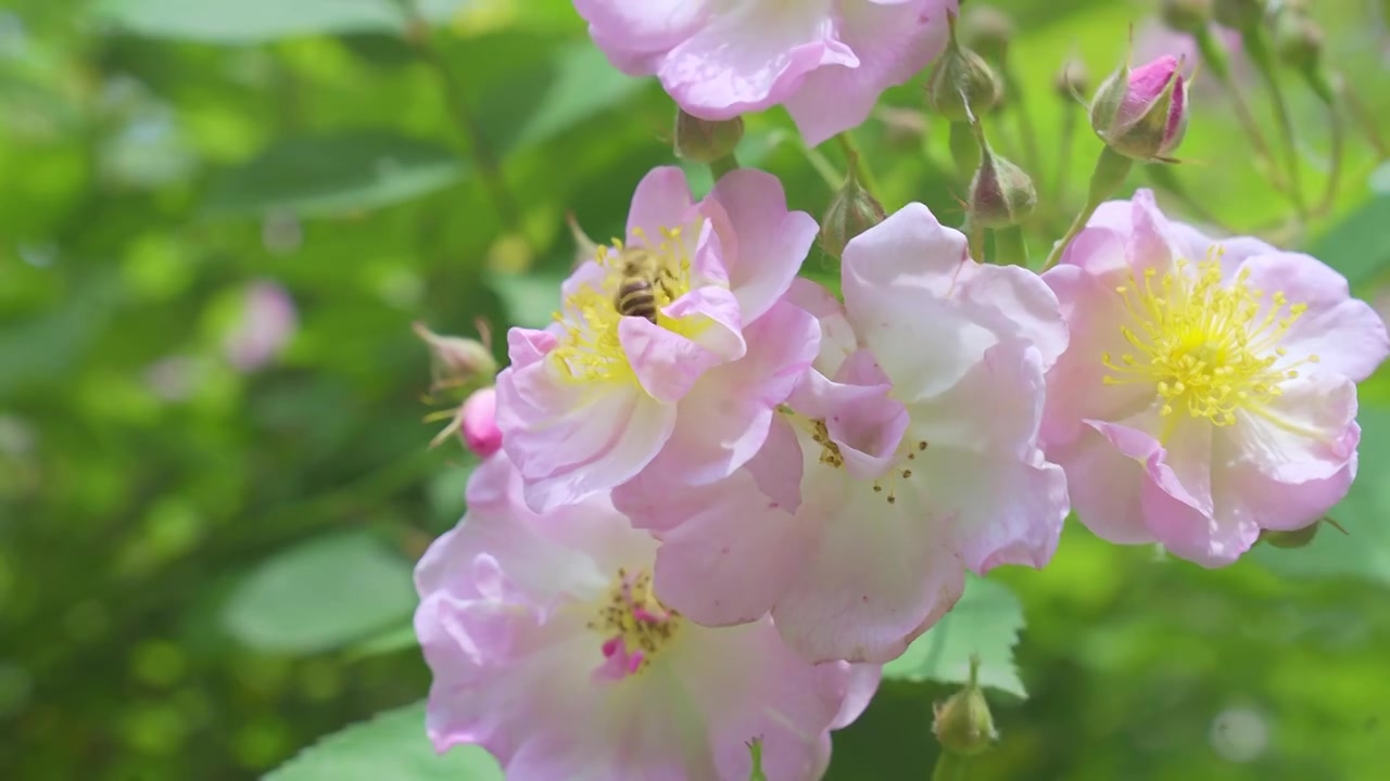 春天里的蔷薇花与蜜蜂飞舞视频素材