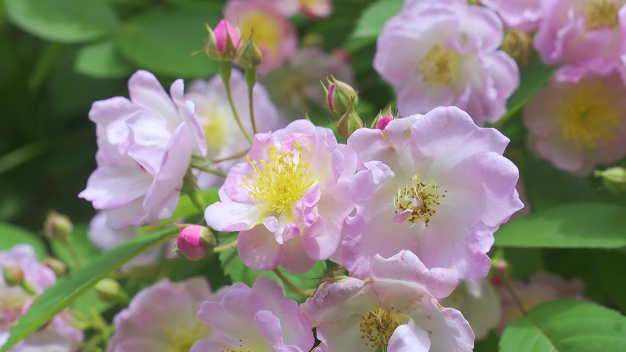 春天里的蔷薇花与蜜蜂飞舞视频素材