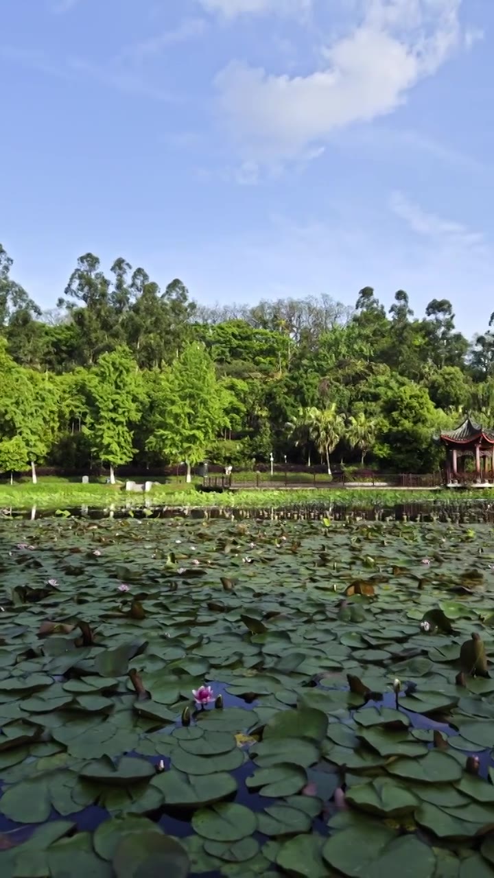 春天 春季 城市 公园 蓝天 白云 树 湖 睡莲 亭子  风景视频素材