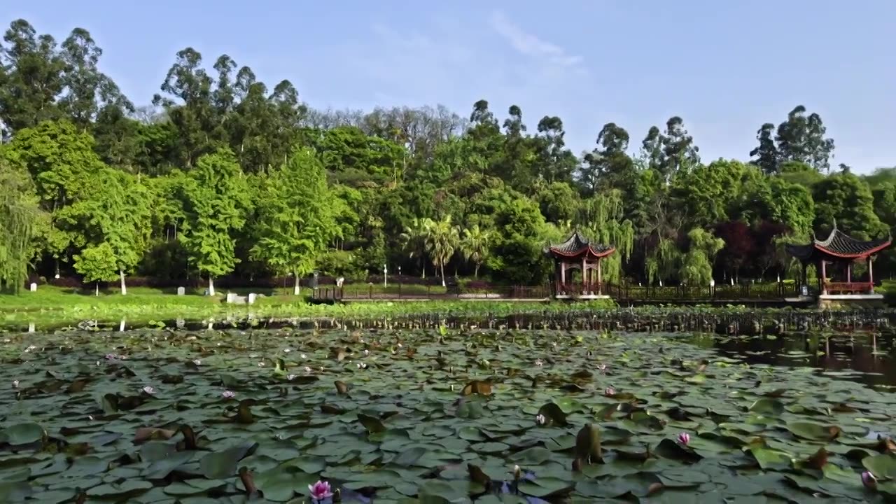 春天 春季 城市 公园 蓝天 白云 树 湖 睡莲 亭子  风景视频素材