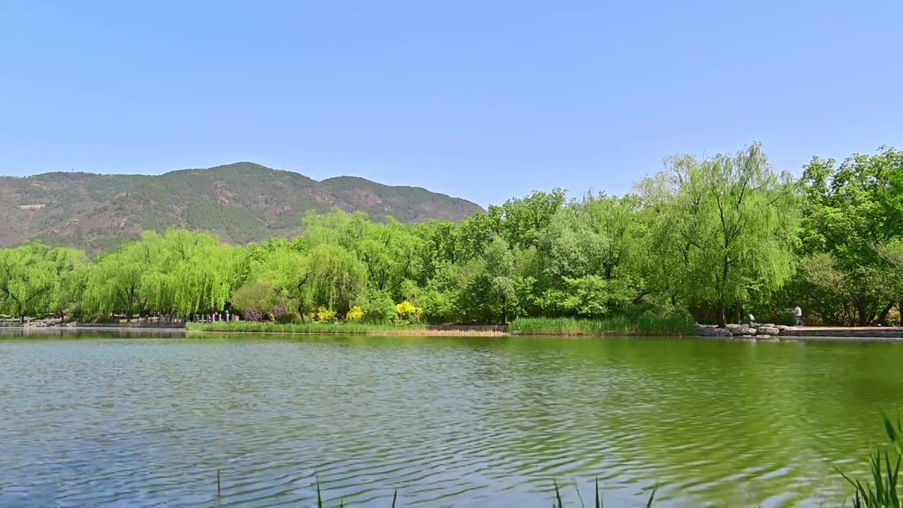 北京国家植物园春天公园山水风景蓝天白云湖面水中倒影视频素材