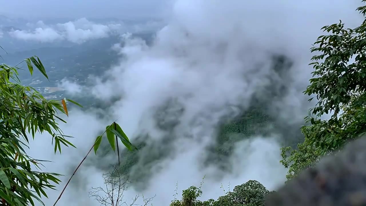 蜀南竹海竹林视频素材