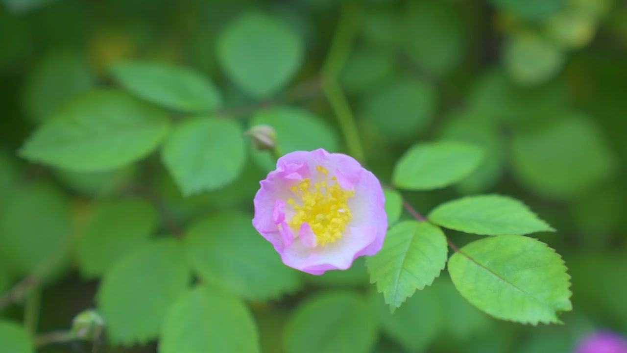 江南苏州的春天蔷薇在随风摇摆，蜜蜂在飞舞和忙碌的采蜜视频素材